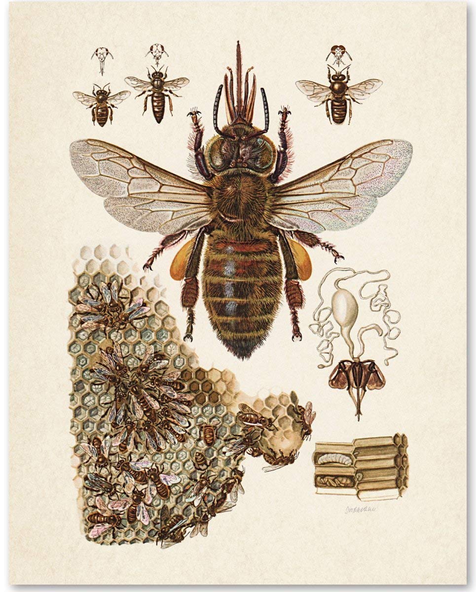 Amazon.com: Bee Diagram - Perfect Educational Poster for